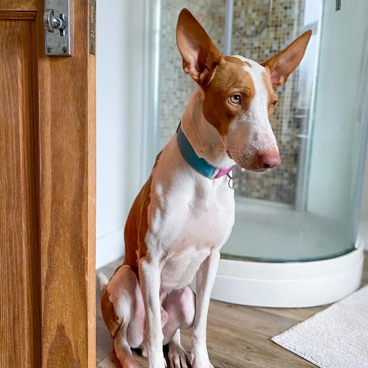 Scooby - UK, male Podenco for adoption at Hope for Podencos, Albacete