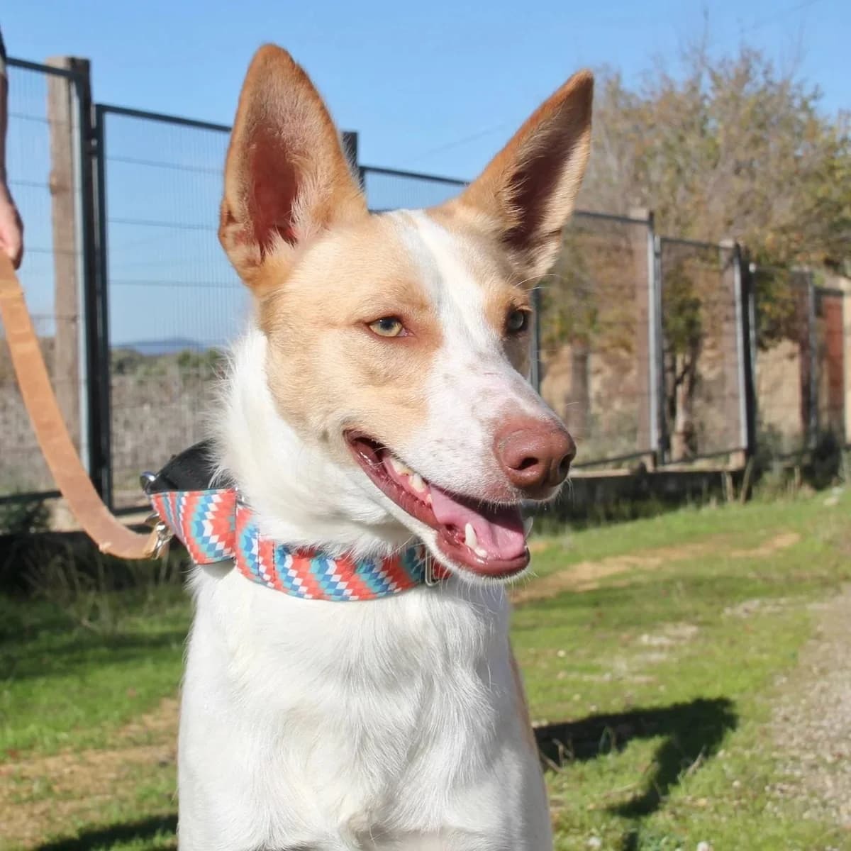 Dante - UK, male Podenco for adoption at Hope for Podencos, Albacete