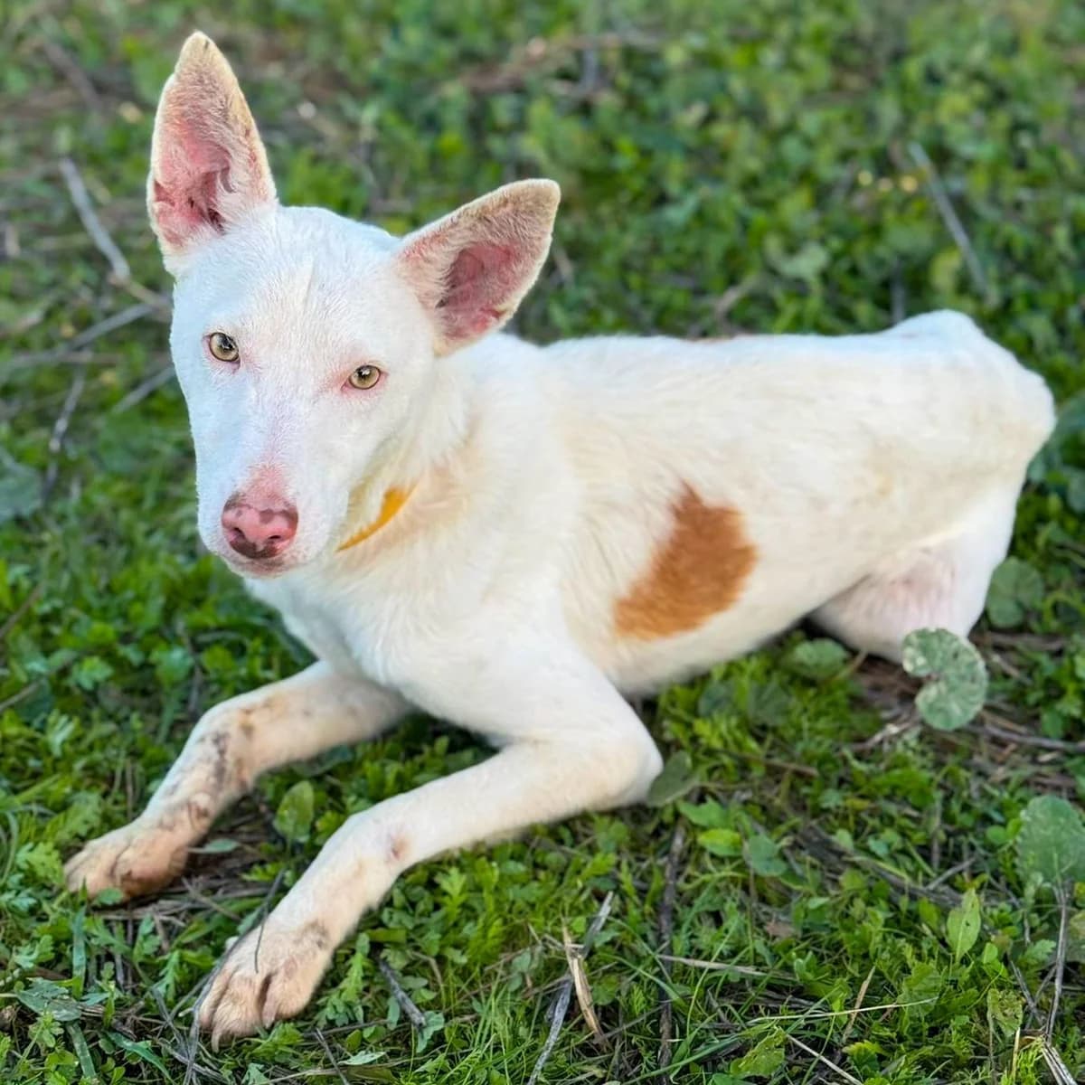 Chico - UK, male Podenco for adoption at Hope for Podencos, Albacete