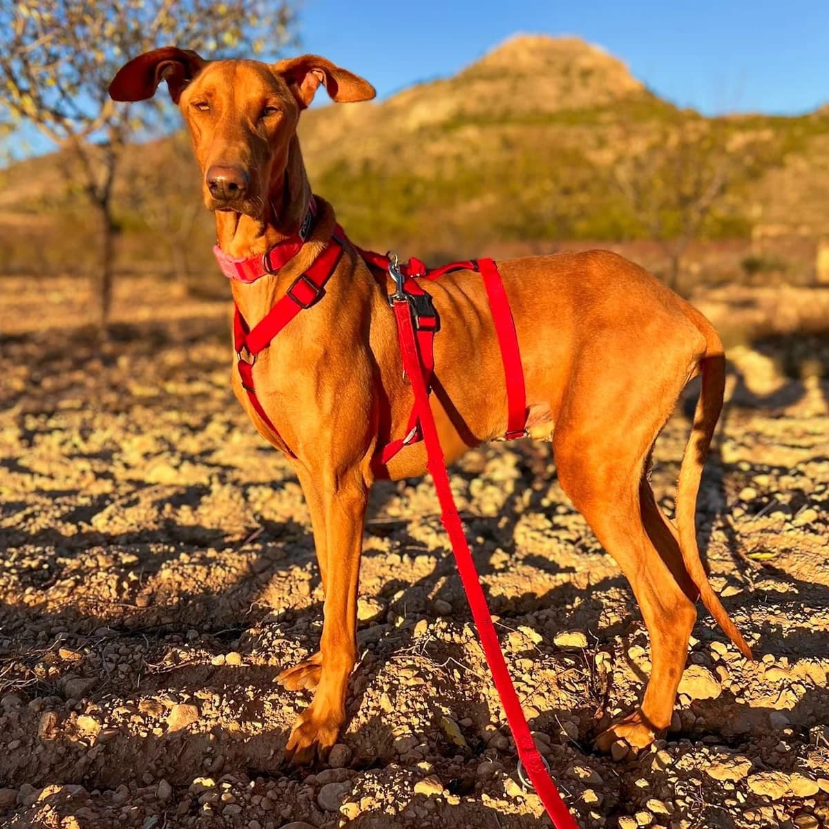 Robbie - UK, male Podenco for adoption at Hope for Podencos, Albacete