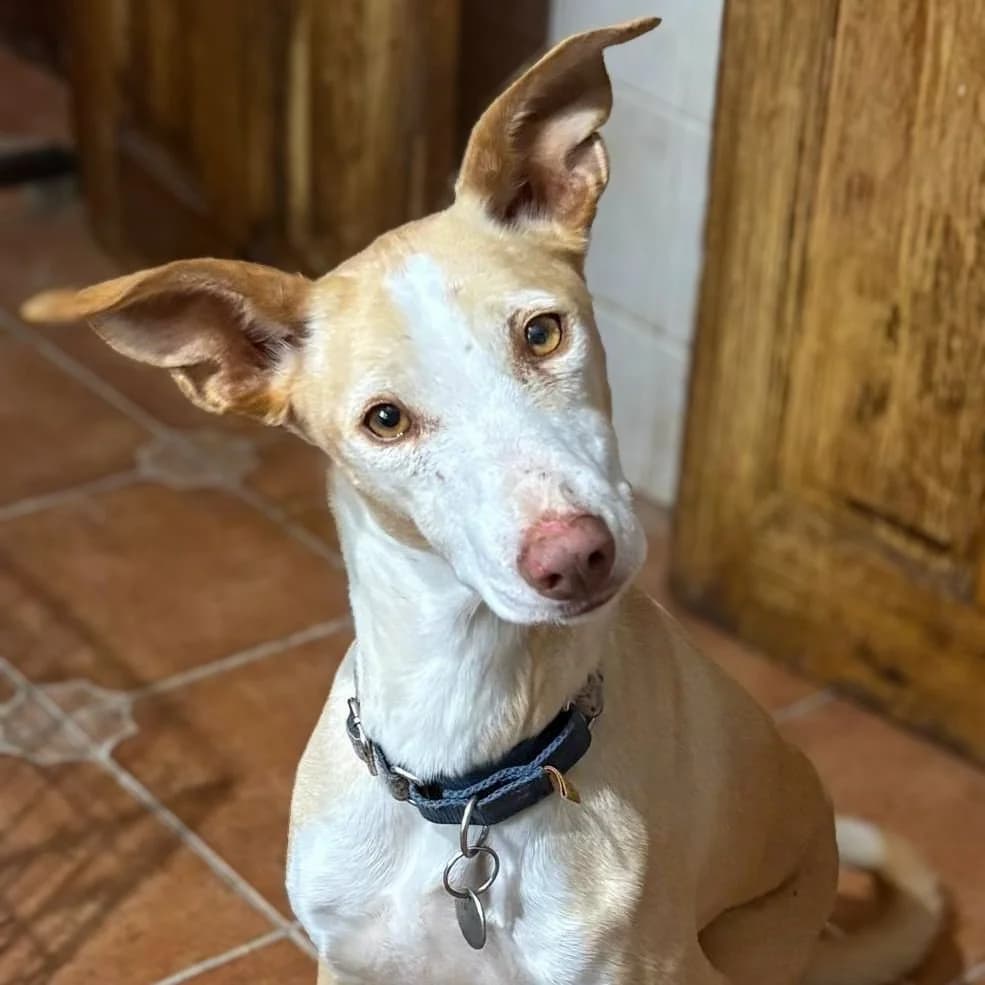 Foley, male Podenco for adoption at Hope for Podencos, Albacete