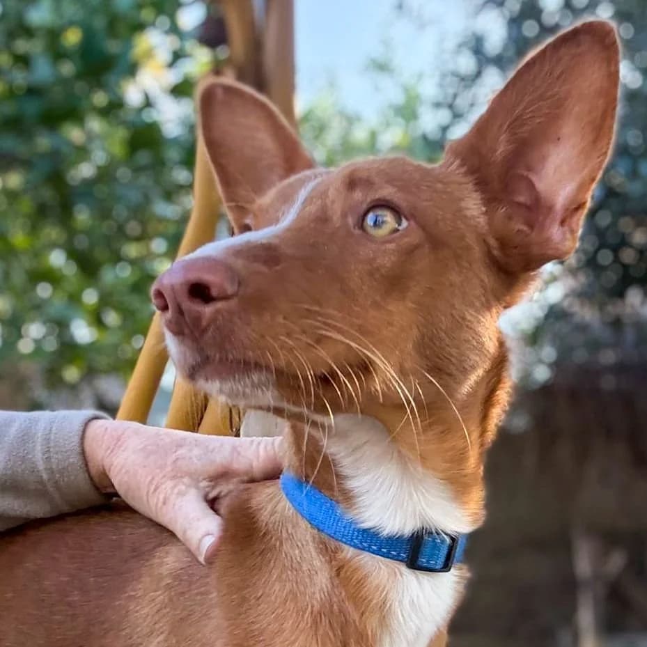 Pan - UK, male Podenco for adoption at Hope for Podencos, Albacete