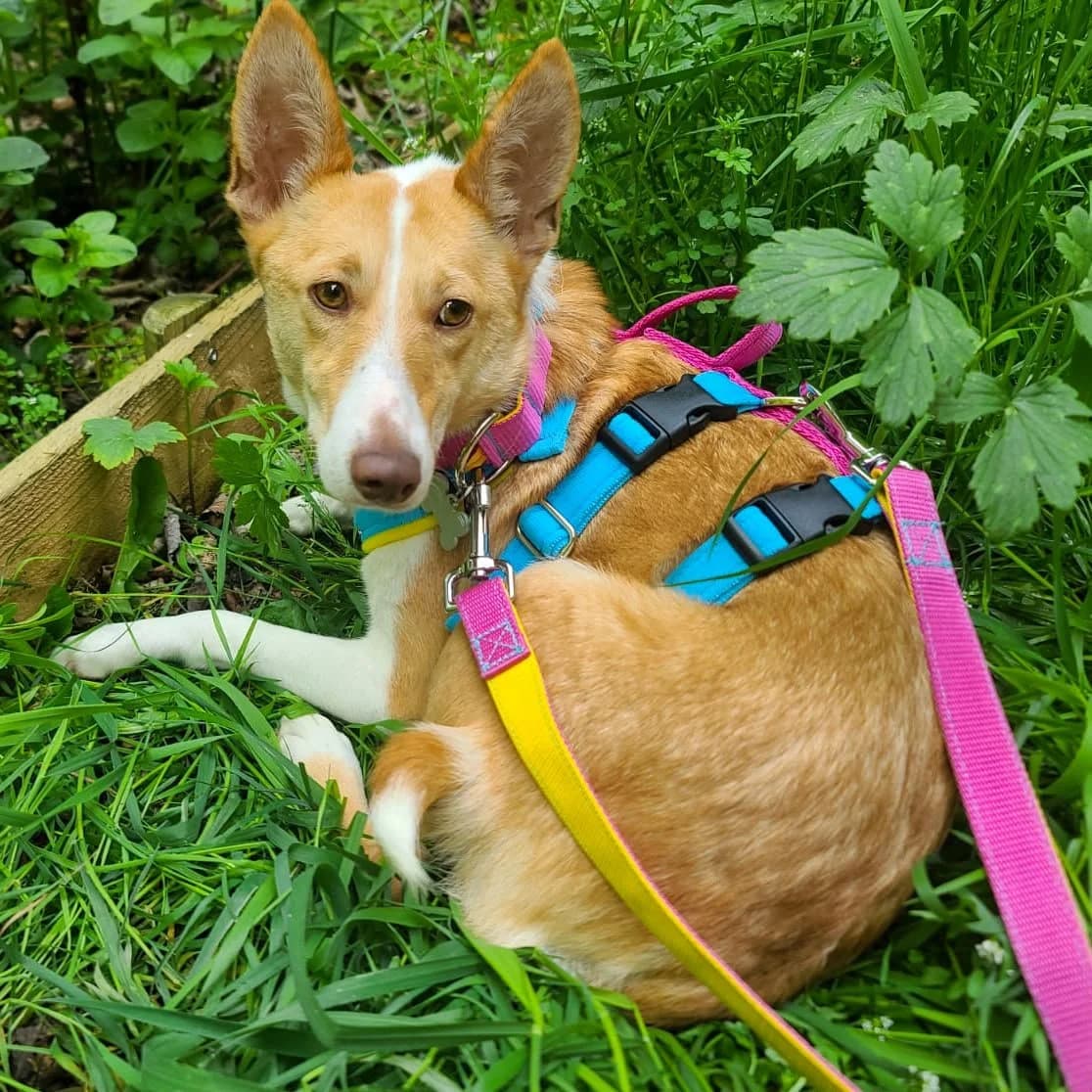 Yuri - UK, female Podenco for adoption at Hope for Podencos, Albacete