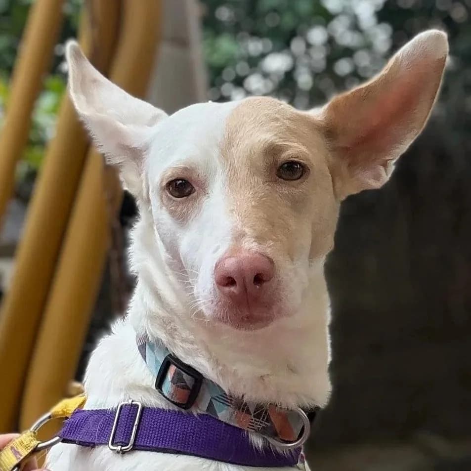 Maeve, female Podenco for adoption at Hope for Podencos, Albacete