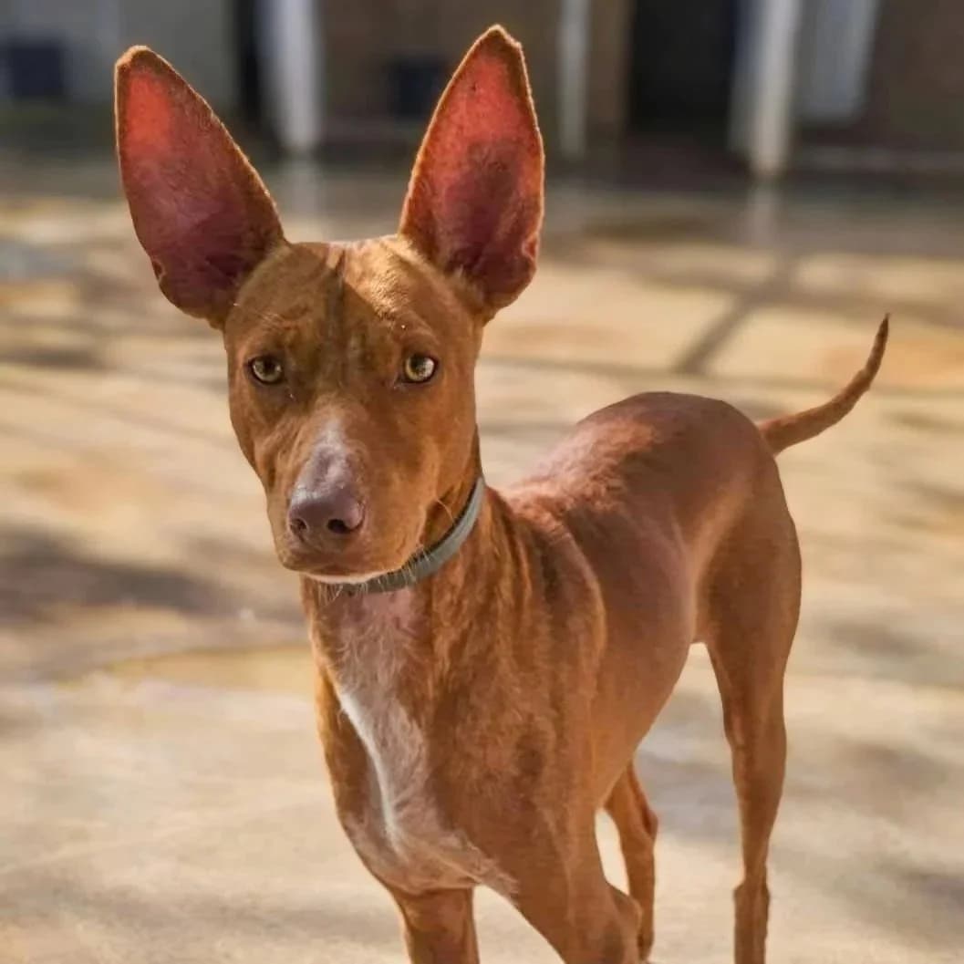 Angel - UK, male Podenco for adoption at Hope for Podencos, Albacete