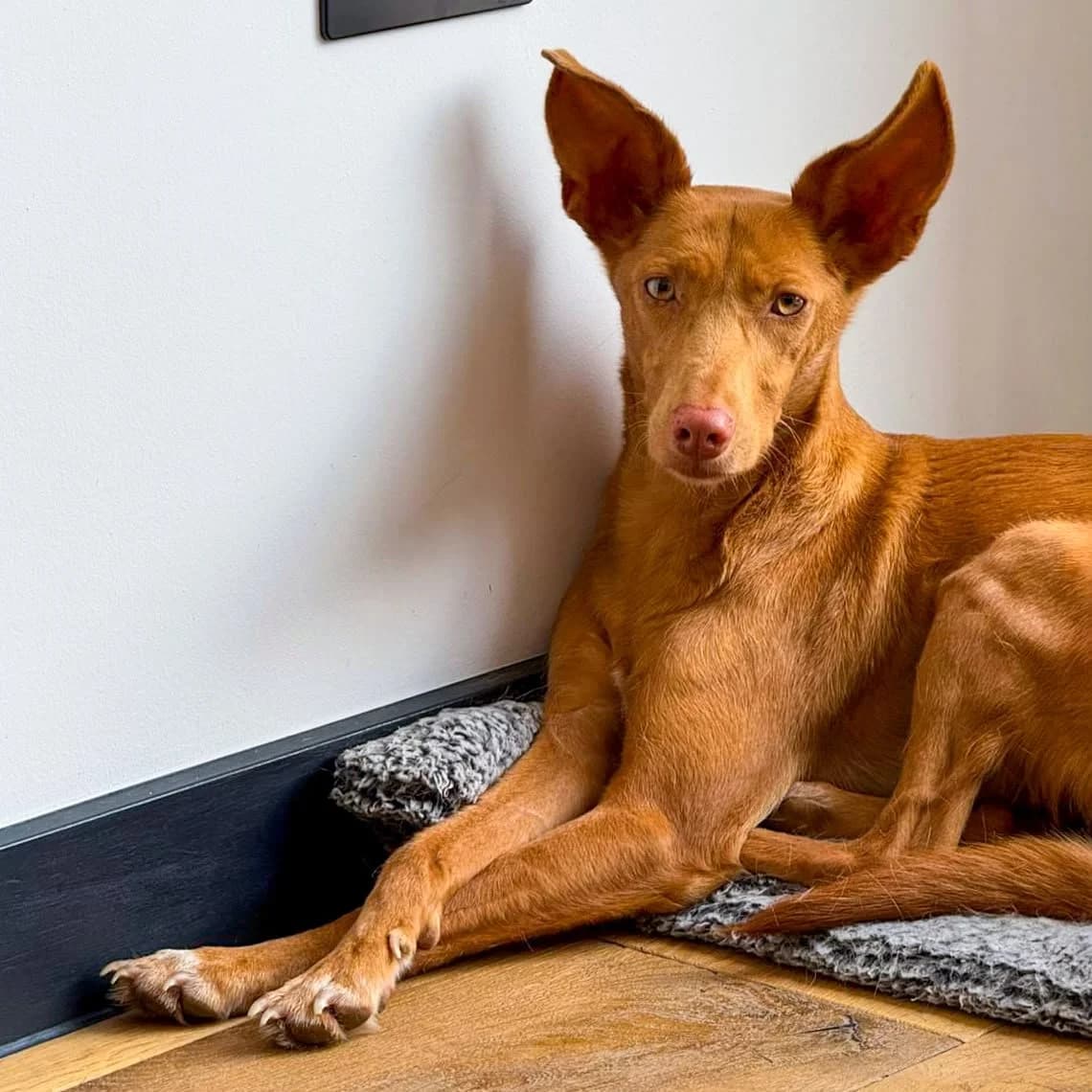 Cris - UK, female Podenco for adoption at Hope for Podencos, Albacete