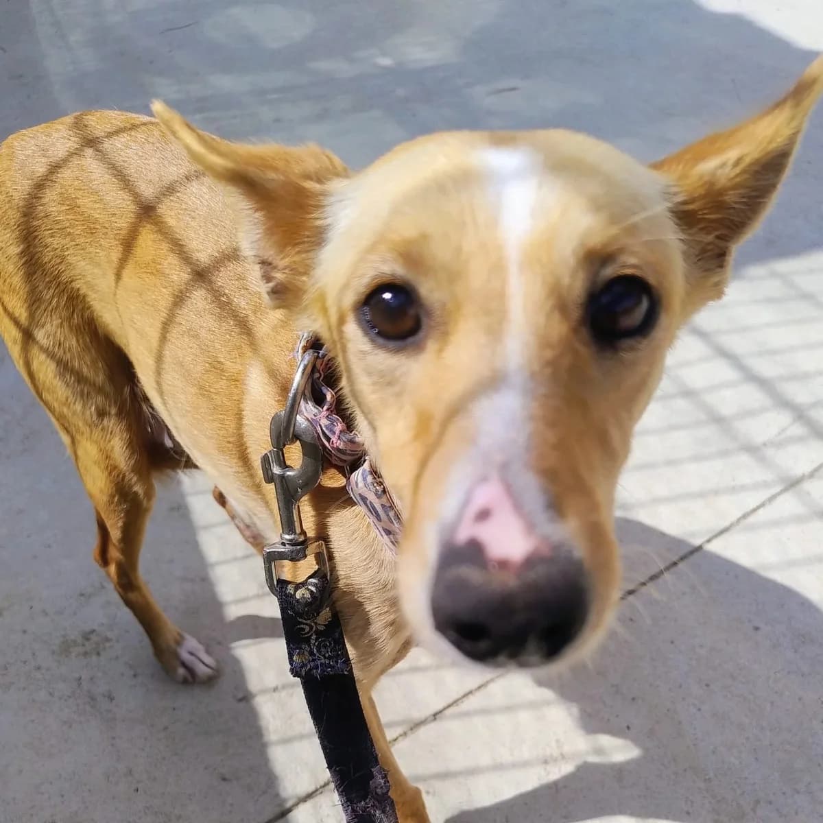 Reina, female puppy Podenco for adoption at Hope for Podencos, Albacete
