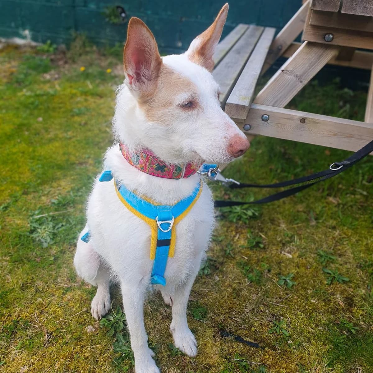 Vivian - UK, female senior Podenco for adoption at Hope for Podencos, Albacete