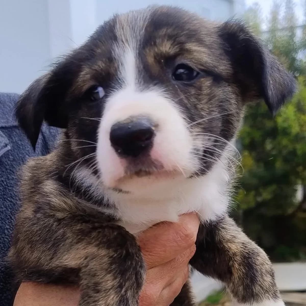 Ruby, female puppy Podenco for adoption at Hope for Podencos, Albacete