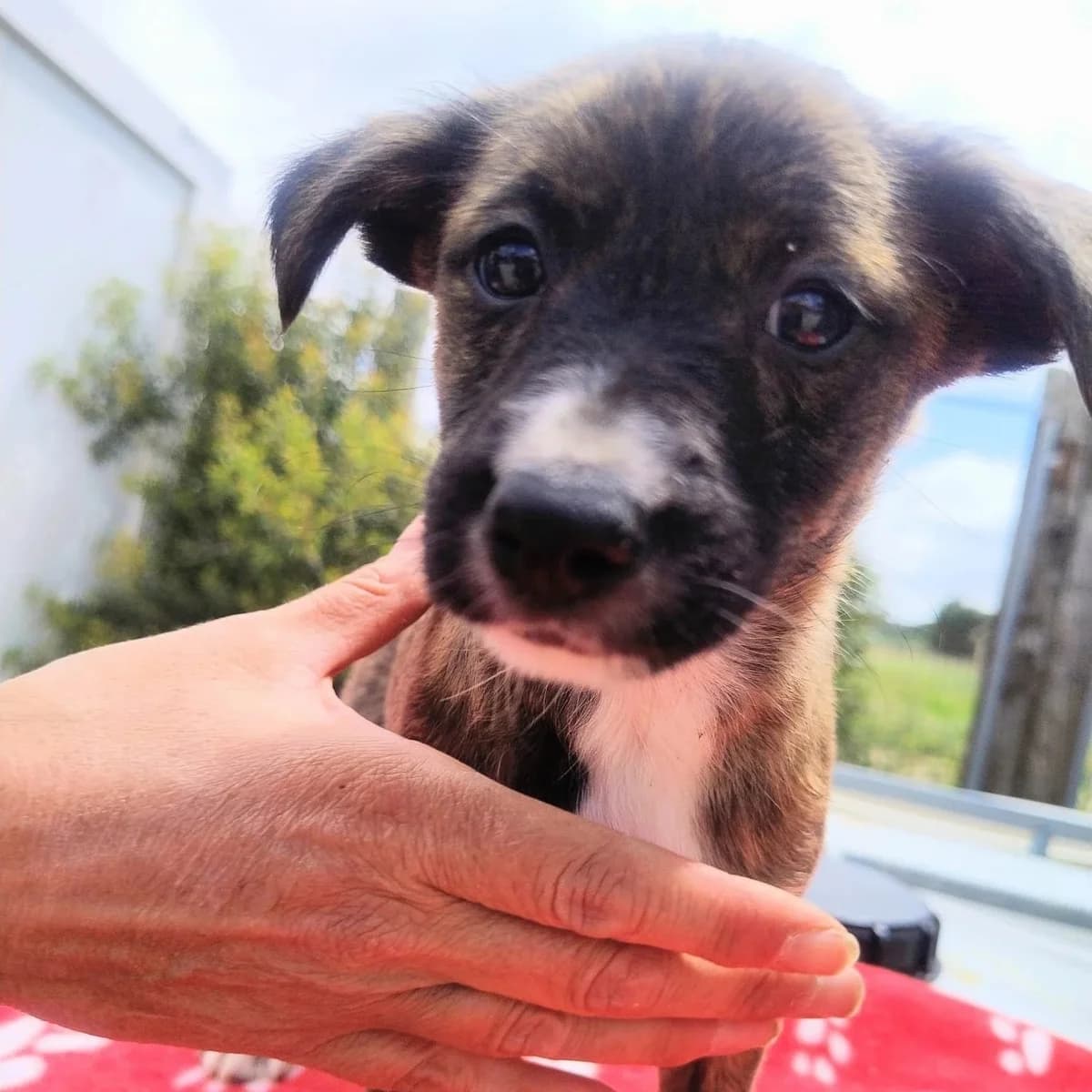 Shelby, male puppy Podenco for adoption at Hope for Podencos, Albacete