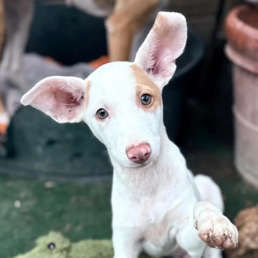 Mars, male puppy Podenco for adoption at Hope for Podencos, Albacete