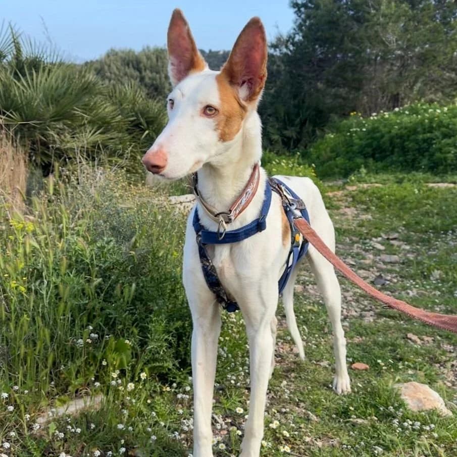 Deejay, male Podenco for adoption at Hope for Podencos, Albacete