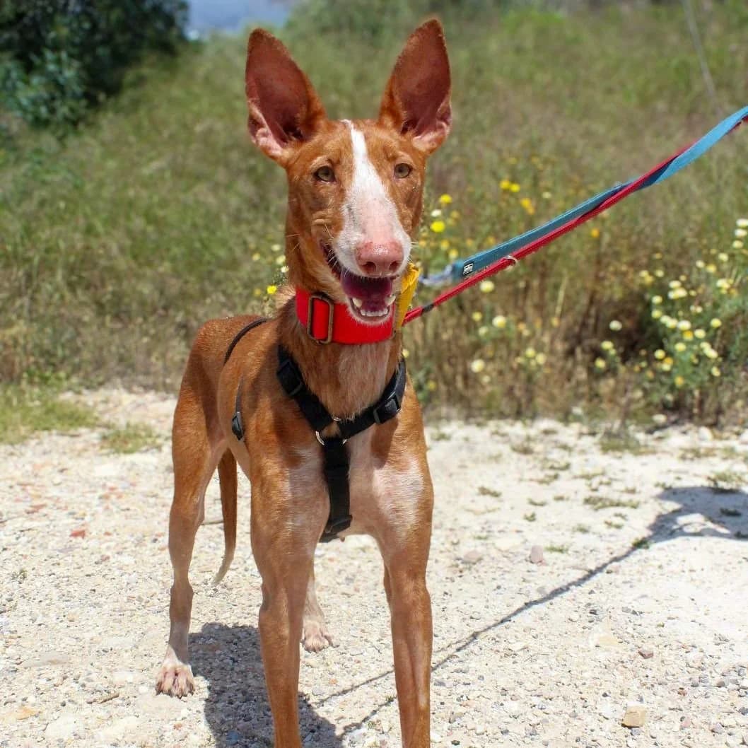 Linda, female Podenco for adoption at Hope for Podencos, Albacete