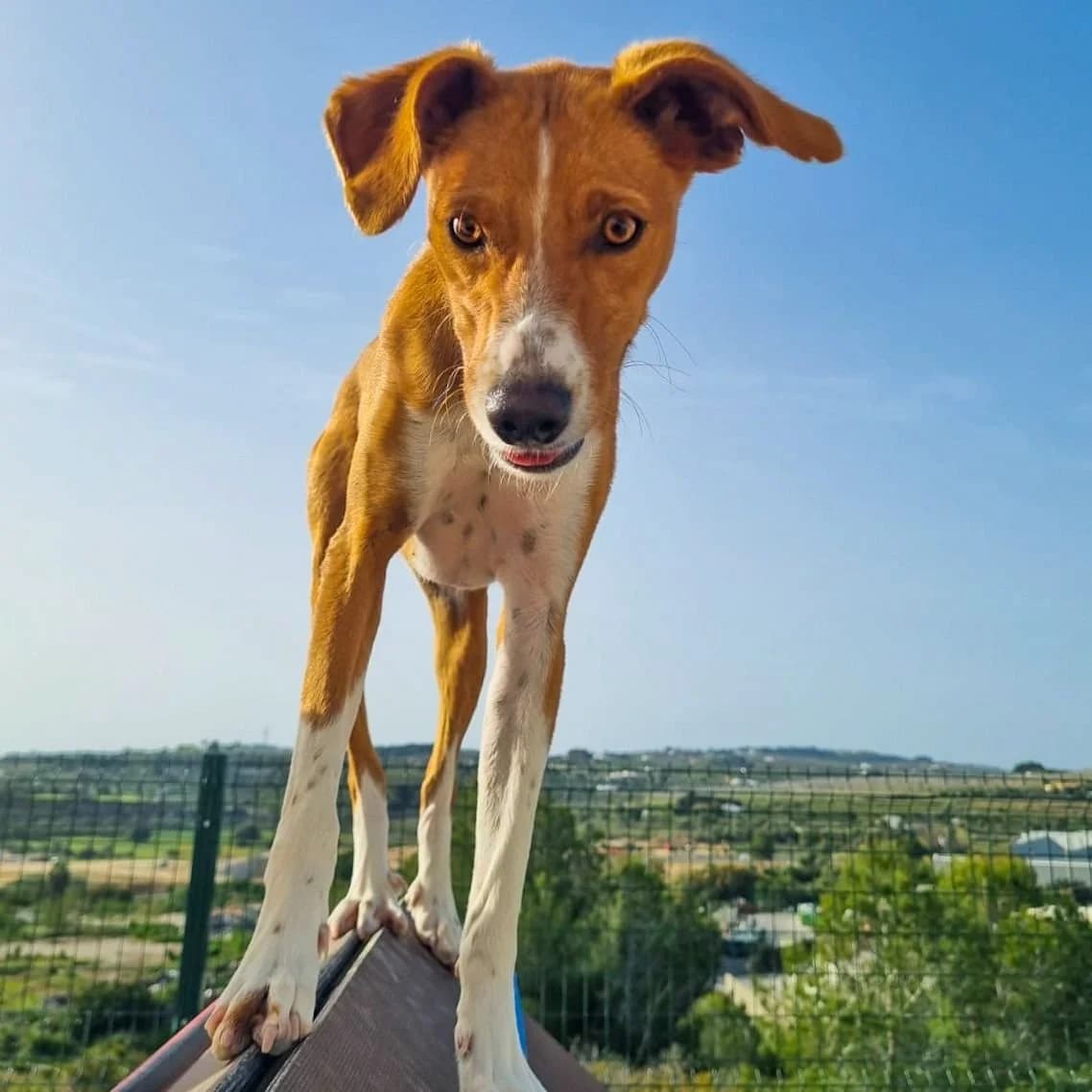 Caramela, female puppy Podenco for adoption at Hope for Podencos, Albacete