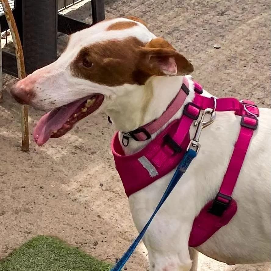 Keylie, female Podenco for adoption at Hope for Podencos, Albacete