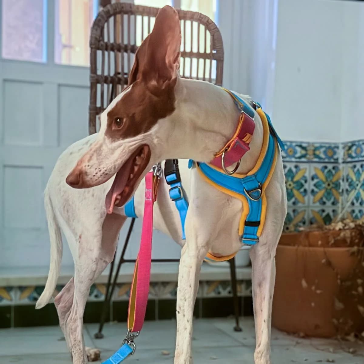 Keylie, female Podenco for adoption at Hope for Podencos, Albacete