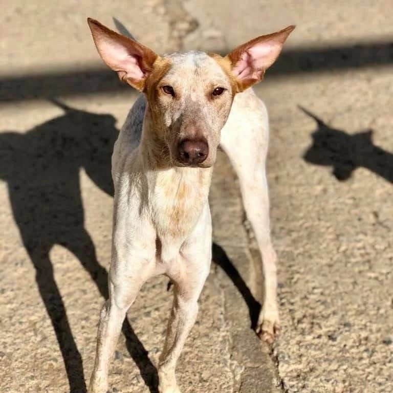 King, male puppy Podenco for adoption at Hope for Podencos, Albacete