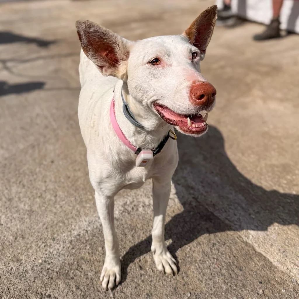 Lucie, female Podenco for adoption at Hope for Podencos, Albacete