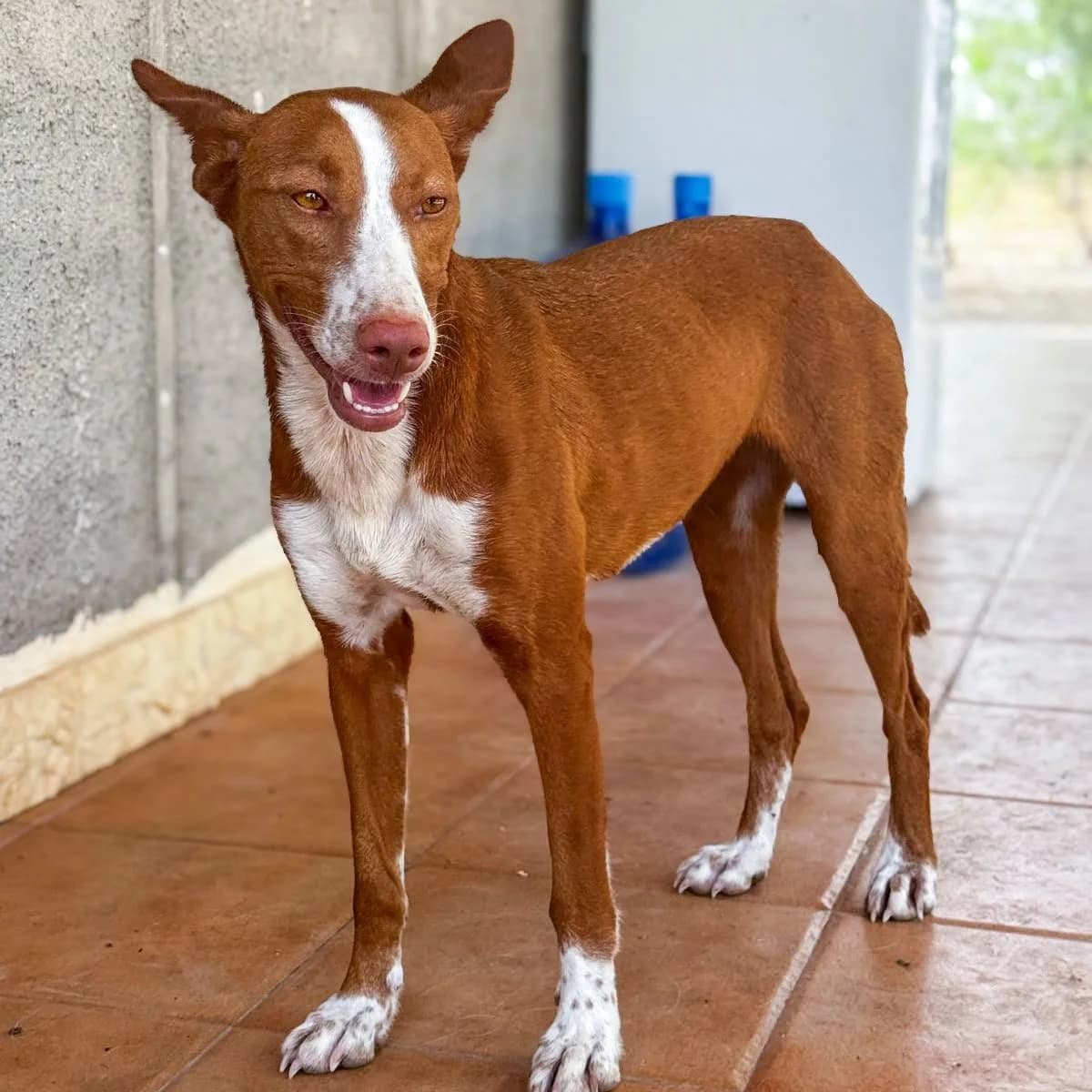Rusty, female Podenco for adoption at Hope for Podencos, Albacete