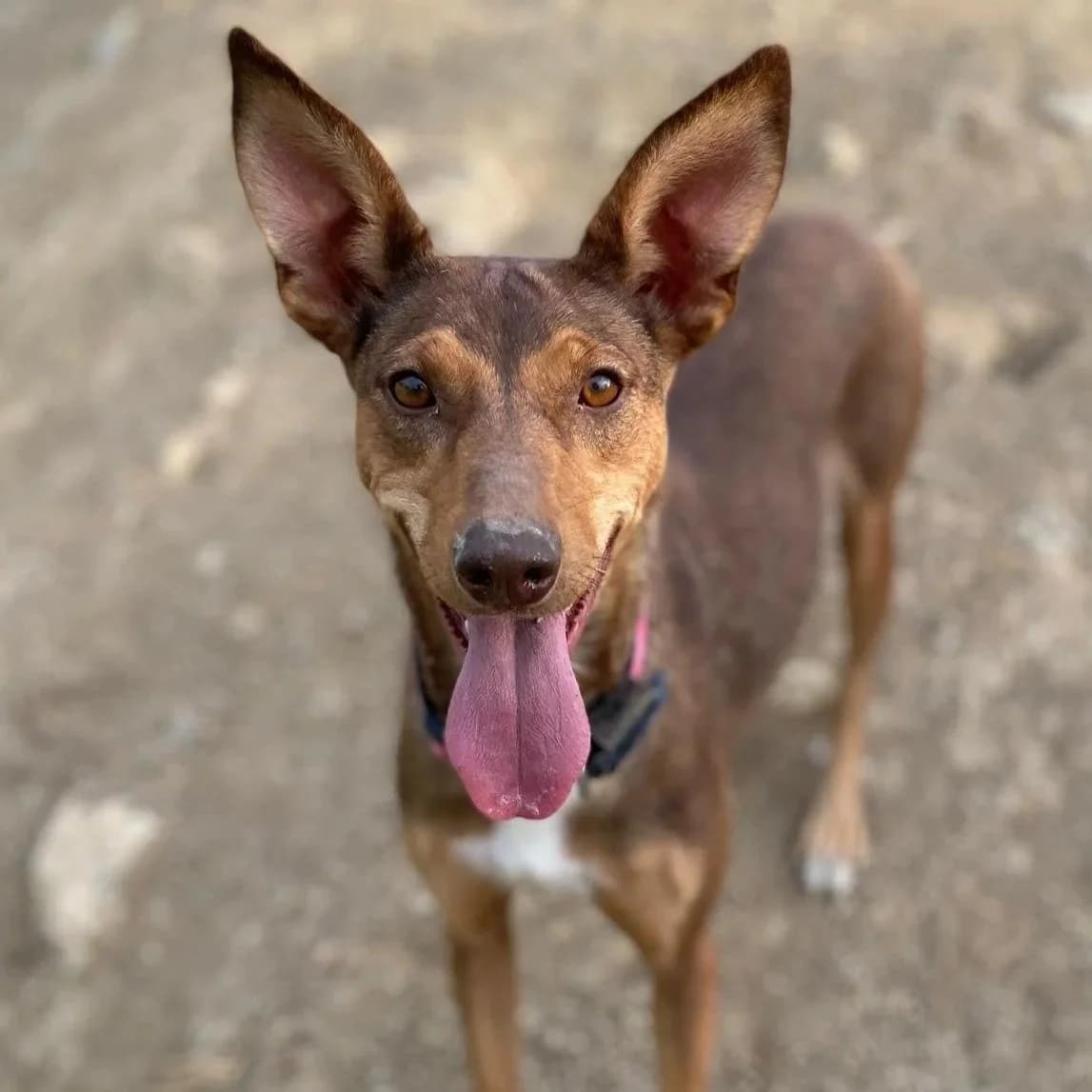 Rihanna, female Podenco for adoption at Hope for Podencos, Albacete
