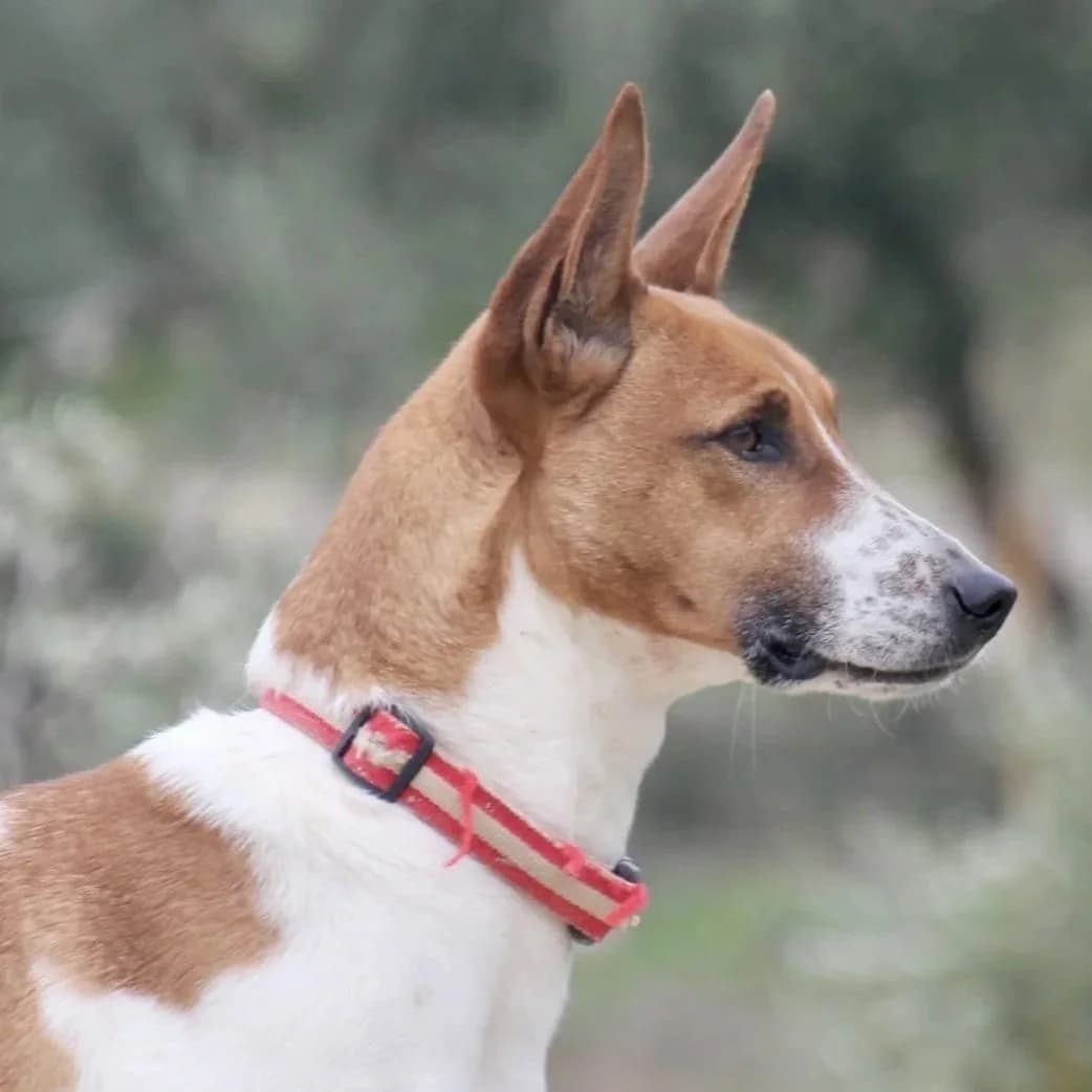 Fifi, female puppy Podenco for adoption at Hope for Podencos, Albacete