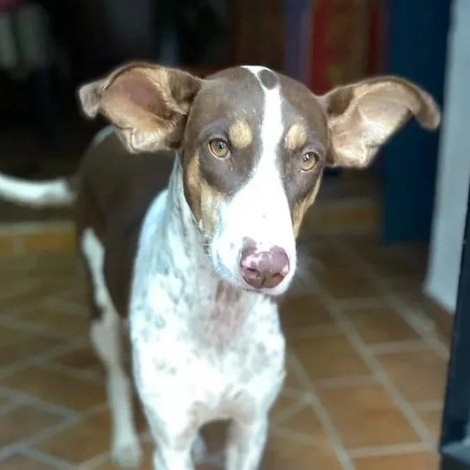 Aura, female Podenco for adoption at Hope for Podencos, Albacete