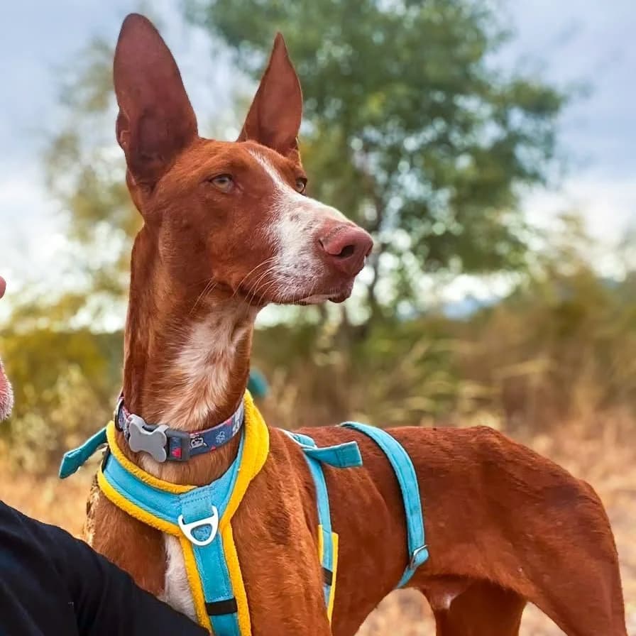 Billy, male puppy Podenco for adoption at Hope for Podencos, Albacete