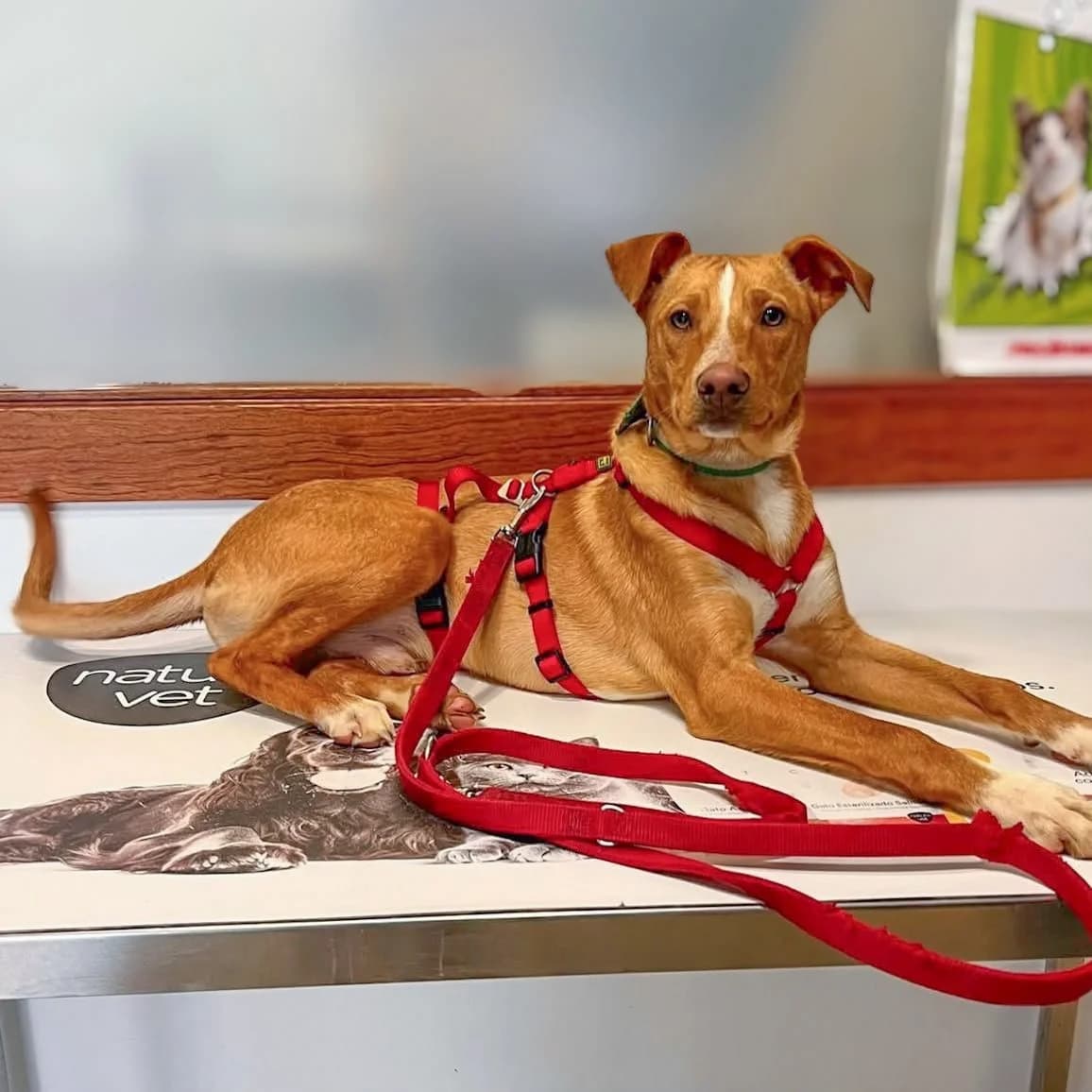 Hugo, male puppy Podenco for adoption at Hope for Podencos, Albacete