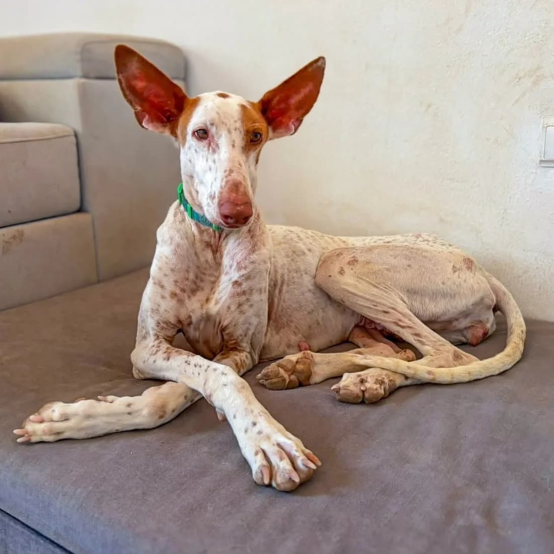 Paloma, female Podenco for adoption at Hope for Podencos, Albacete