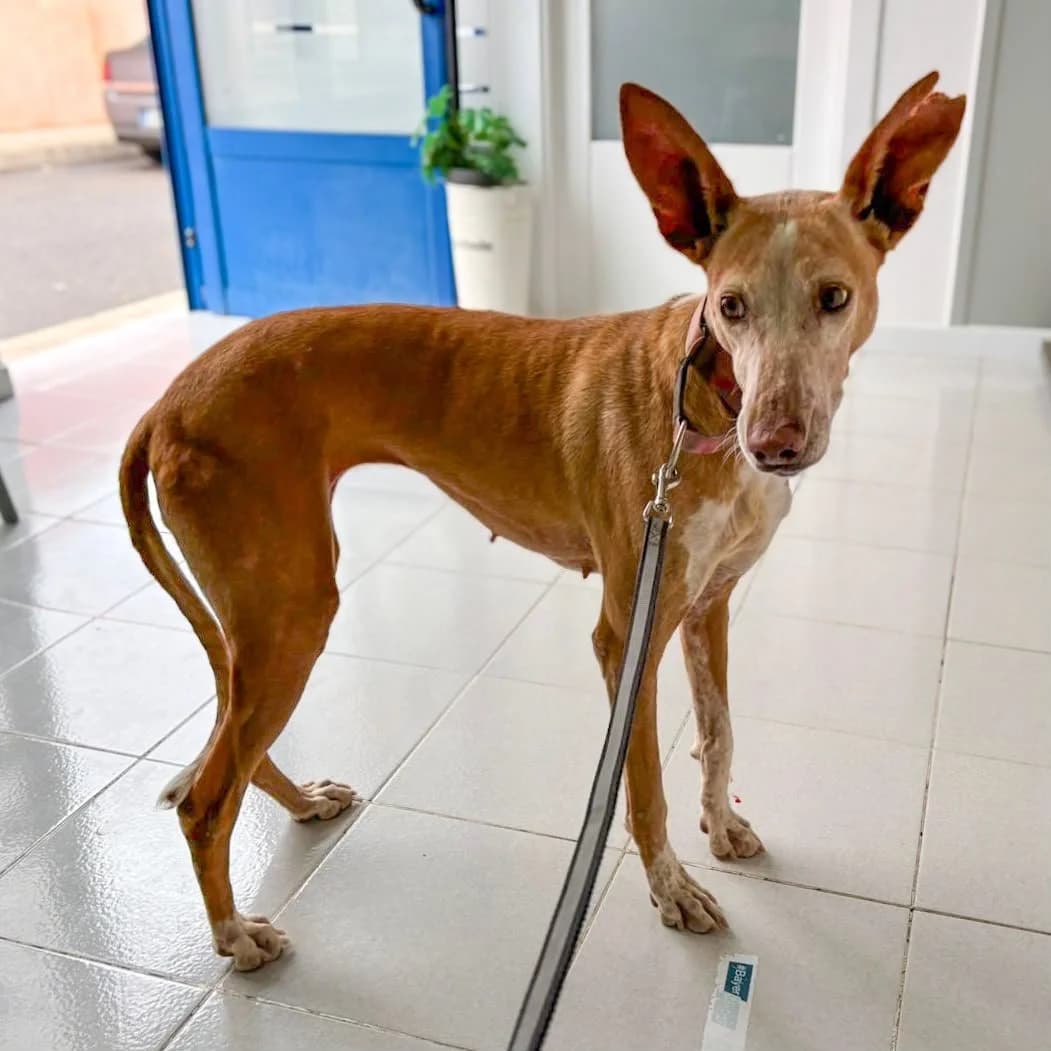 Malu, female Podenco for adoption at Hope for Podencos, Albacete
