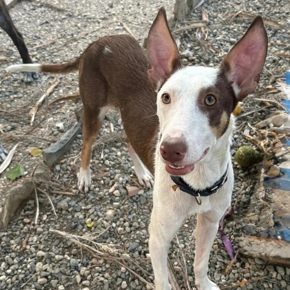 Kai, male Podenco for adoption at Hope for Podencos, Albacete