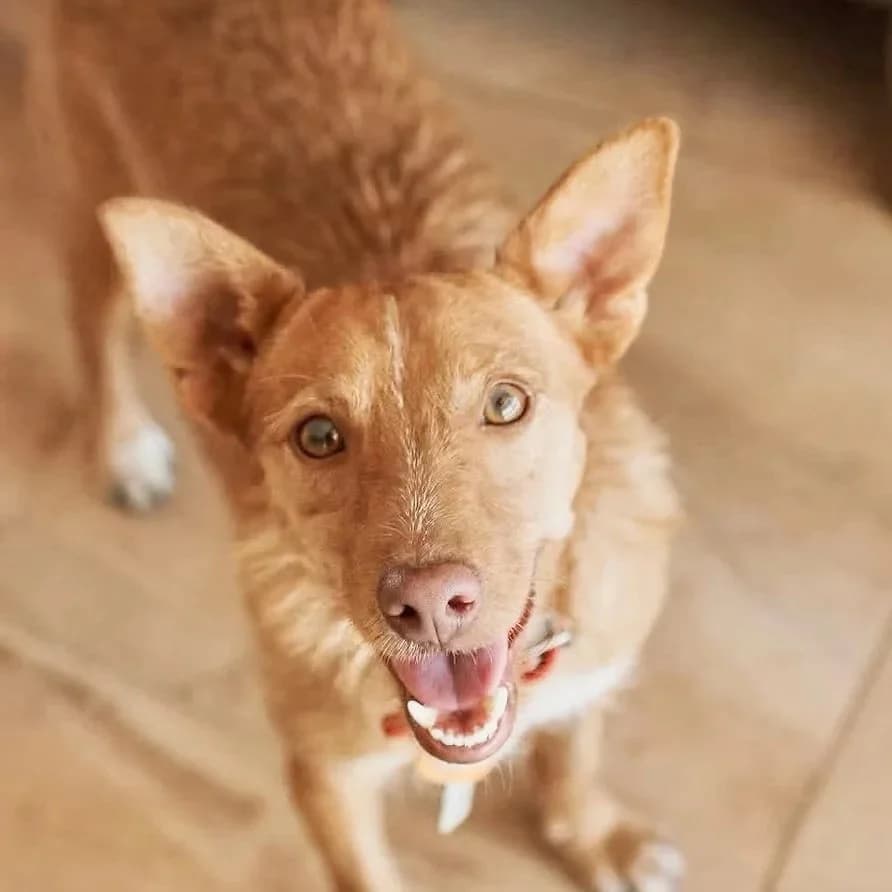 Simba, male Podenco for adoption at Hope for Podencos, Albacete