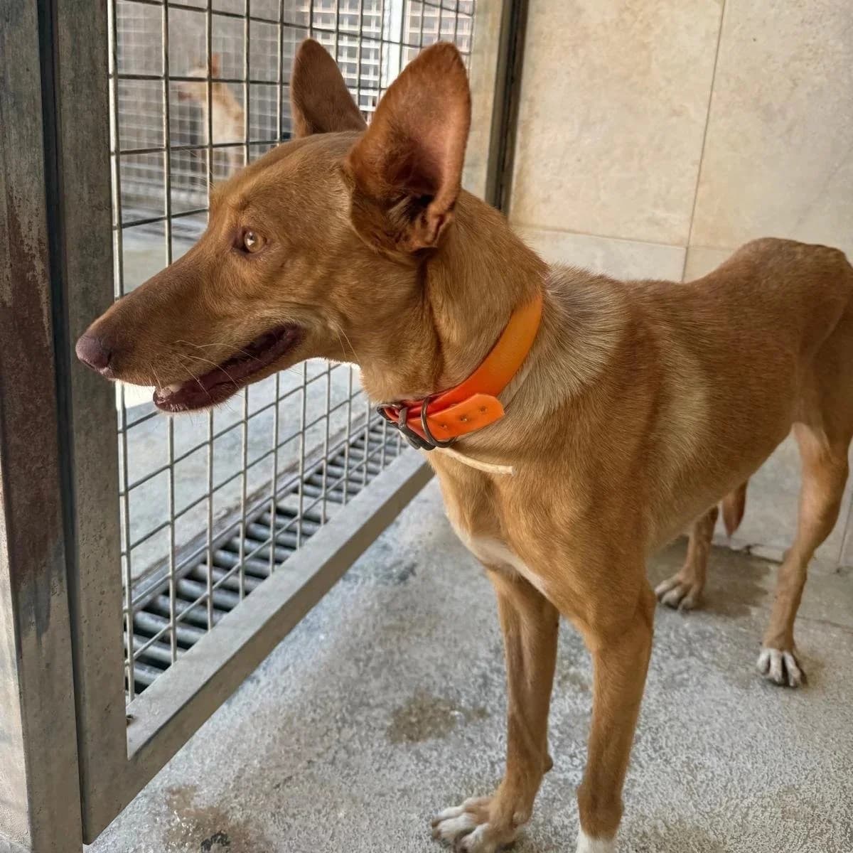 Aitana, female Podenco for adoption at Hope for Podencos, Albacete