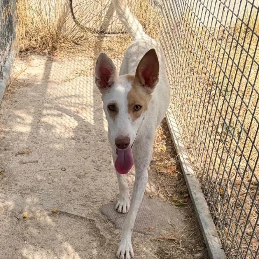 Andy, male Podenco for adoption at Hope for Podencos, Albacete