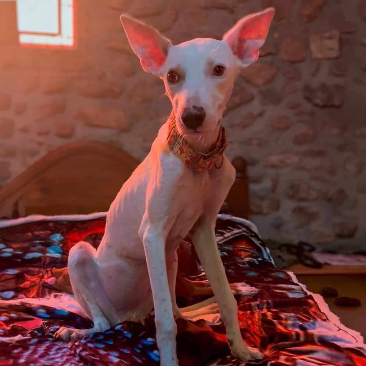 Eve, female puppy Podenco for adoption at Hope for Podencos, Albacete