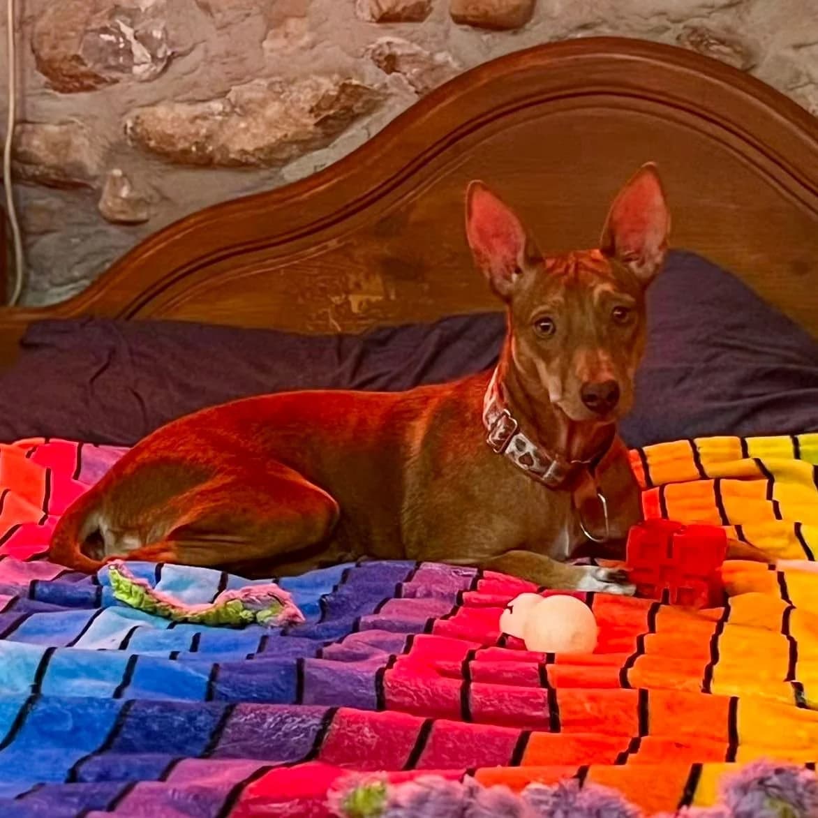 Demi, female puppy Podenco for adoption at Hope for Podencos, Albacete