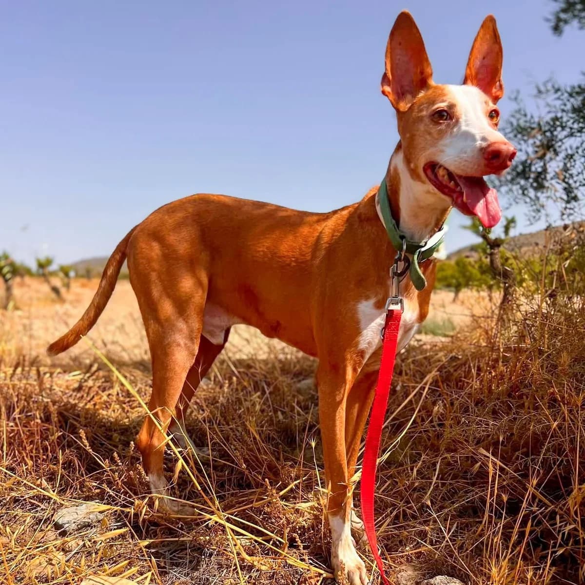 Miro - UK, male senior Podenco for adoption at Hope for Podencos, Albacete