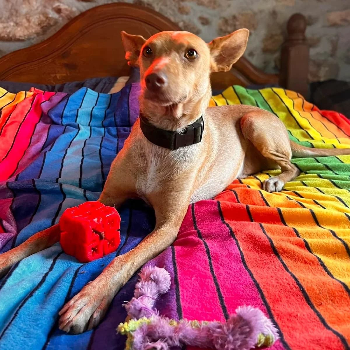 Remo, male puppy Podenco for adoption at Hope for Podencos, Albacete