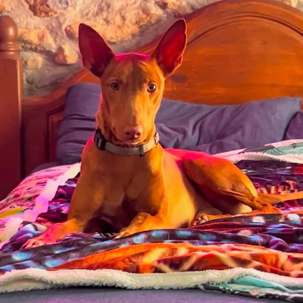 Romeo, male Podenco for adoption at Hope for Podencos, Albacete