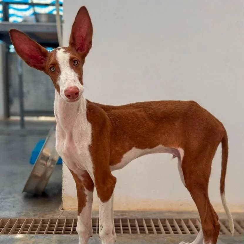 Jack, male puppy Podenco for adoption at Hope for Podencos, Albacete