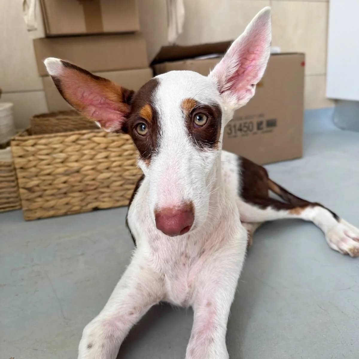 Jill, female puppy Podenco for adoption at Hope for Podencos, Albacete