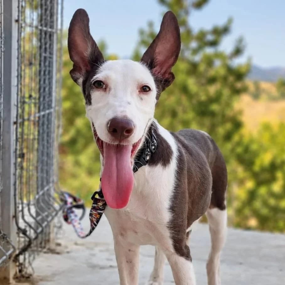 Bruma, female puppy Podenco for adoption at Hope for Podencos, Albacete