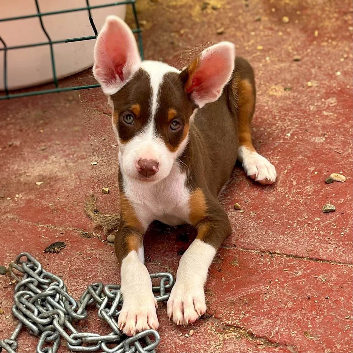 Enzo, male puppy Podenco for adoption at Hope for Podencos, Albacete