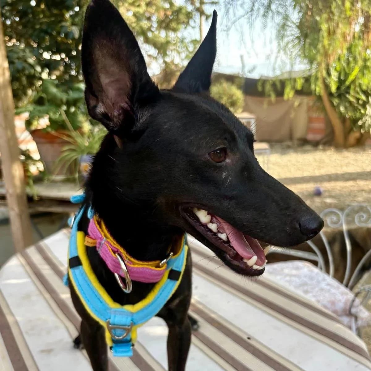 Jet, male puppy Podenco for adoption at Hope for Podencos, Albacete