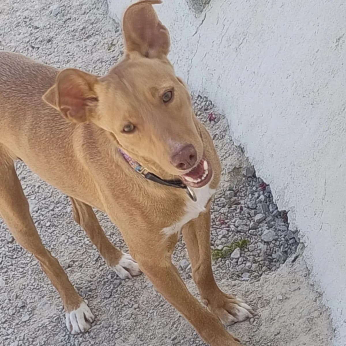 Tintin, male Podenco for adoption at Hope for Podencos, Albacete