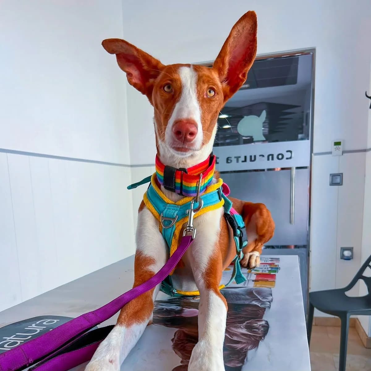 Maria, female Podenco for adoption at Hope for Podencos, Albacete