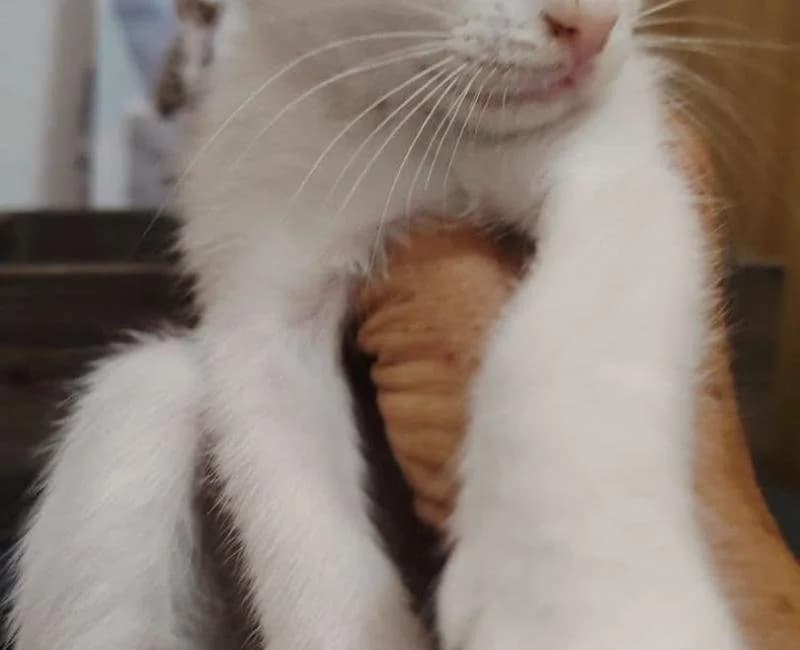 ARENDELLE, female mixed breed for adoption at La Huella Roja Almería