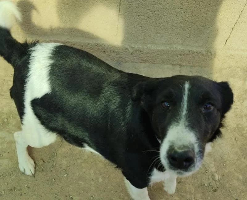 ATENEO, male mixed breed for adoption at La Huella Roja Almería
