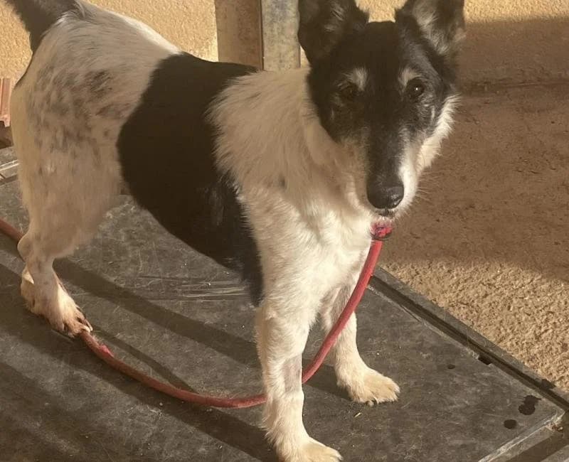 Agustin, male puppy mixed breed for adoption at La Huella Roja Almería