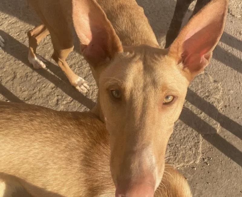 Artemis, male Podenco for adoption at La Huella Roja Almería